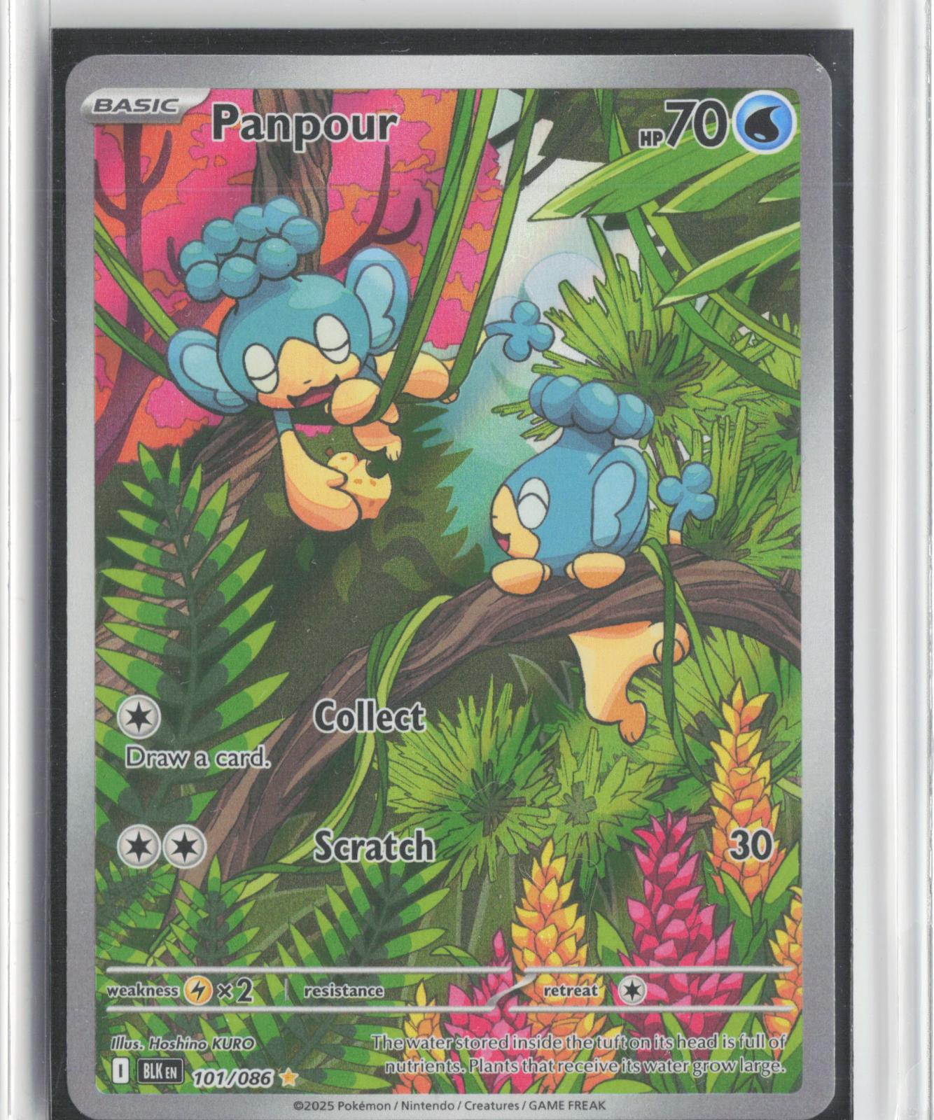Panpour 101/086 Holo Illustration Rare Black Bolt Pokemon